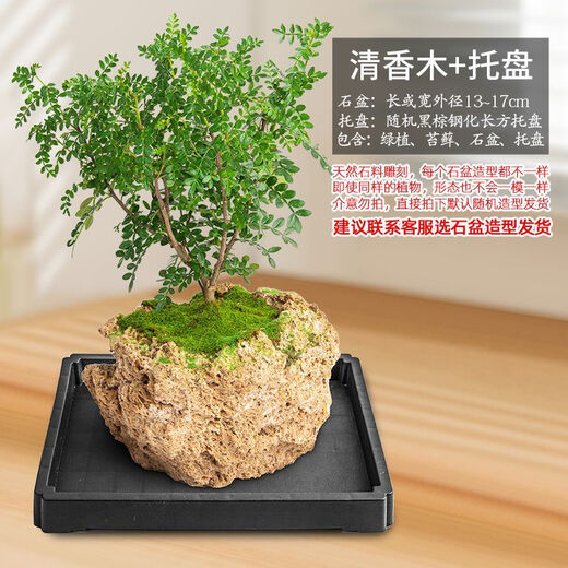 Absorbent stone flower pot, natural strange stone, absorbent stone, water-absorbing stone, raw stone stone pot, calamus succulent potted plant, bonsai micro-scape, 13-17cm stone pot + fragrant wood, package 2