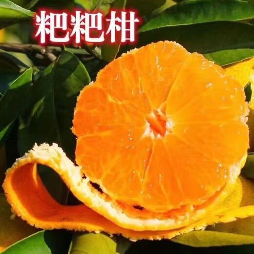 Authentic Sichuan Chunjian tangerine seeds, fruit tree dada tangerines, southern ugly tangerine seeds, planted in the north and south, tangerine seeds, three packs of about 30 pieces