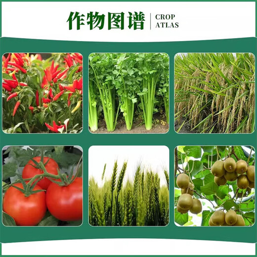 0.04% 14-Hydroxybrassinosteroid Aqueous Pepper Growth Regulator Plant Regulator 200ml*1 bottle