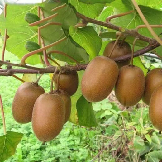 Kiwi fruit kiwi seeds green heart kiwi fruit seeds kiwi fruit seeds easy to grow and live kiwi seeds kiwi seeds three packs of about 1200 pieces