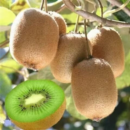 Kiwi fruit kiwi seeds green heart kiwi fruit seeds kiwi fruit seeds easy to grow and live kiwi seeds kiwi seeds three packs of about 1200 pieces