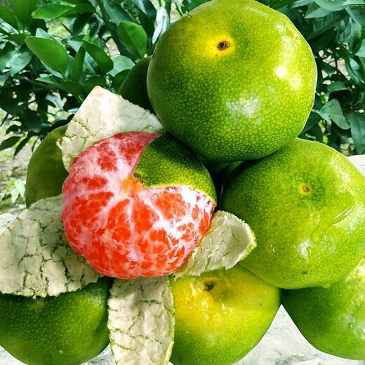 Yunnan tangerine extra early ripening orange fresh fruit 9Jin Jin equals 0.5kg. Seasonal 5 green-skinned tangerines seedless pregnant women. Full box of tangerines 10. 5Jin Jin equals 0.5kg. Premium package.