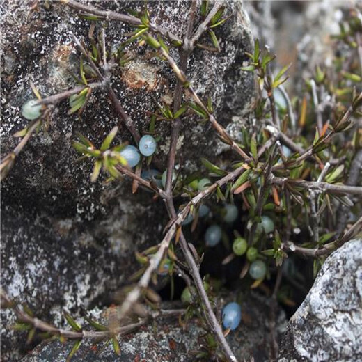 Opalberry, an Australian edible berry. Stenophyllum berries. Three varieties of native berries are very difficult to germinate. 5 wrinkled opal berries.