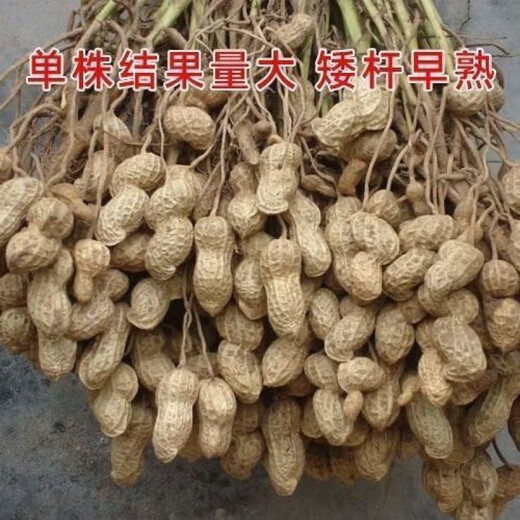 New goods have arrived, original dwarf oil-pressing peanut seeds, spring sown peanut seeds, thin-shell peanuts, dwarf flowers, first-generation peanut original seeds, half Jin Jin equal to 0.5 kg 250g