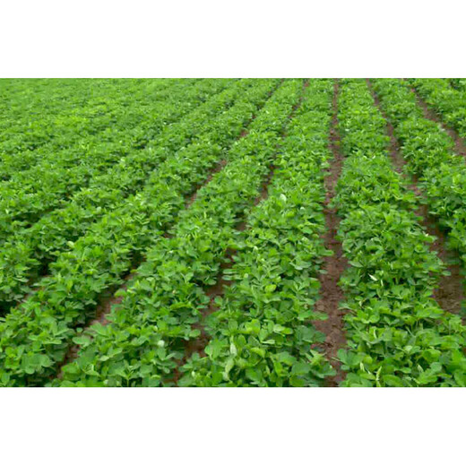 Shandong Academy of Agricultural Sciences high-yielding peanut seeds Luhua No. 9 large-grain early-maturing drought-resistant shelled original seeds Agricultural Science Direct* high-yielding original seeds Luhua No. 9-2Jin Jin is equal to 0.5 kg