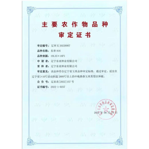 East Asia small steel gun Dongdan 1331 corn seed original first generation hybrid corn seed storage corn seed 1 bag/Dongdan 816-about 6000 grains per bag