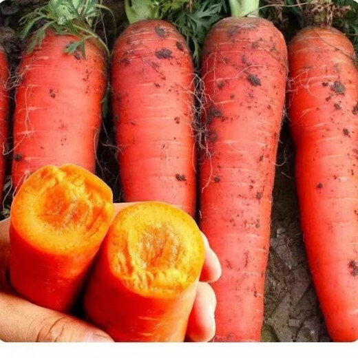 Nine-inch three-red carrots, summer and autumn heat-resistant and cold-resistant fruits and vegetables, radish, crispy and sweet for all seasons, garden carrots for all seasons, nine-inch carrot seeds, new varieties, high-quality varieties, 1 pack of about 1066 seeds