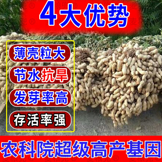 Peanut Seeds Academy of Agricultural Sciences Shelled Huayu No. 25 peanut seeds new variety self-seeding Thin-shell peanut seeds can be saved 100% original peanuts 3Jin Jin equals 0.5 kg 1500g