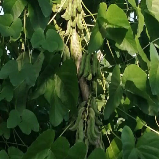 Collected by 2016 people, Mucuna pruriens, Mucuna pruriens, Mucuna pruriens, Mucuna pruriens, Mucuna pruriens, Mucuna pruriens, Mucuna pruriens, Mucuna pruriens, Mucuna pruriens, Mucuna pruriens, Mucuna pruriens, 50 capsules.