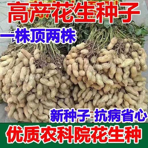 New goods have arrived, original dwarf oil-pressing peanut seeds, spring sown peanut seeds, thin-shell peanuts, dwarf flowers, first-generation peanut original seeds, half Jin Jin equal to 0.5 kg 250g