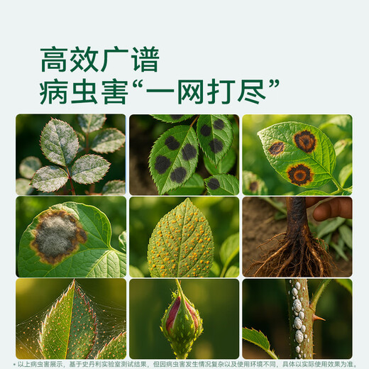 Stanley Lime Sulfur Fungicide Red Spider Rose Insecticide Powdery Mildew Black Spot Fruit Tree Garden Clearance 1000g