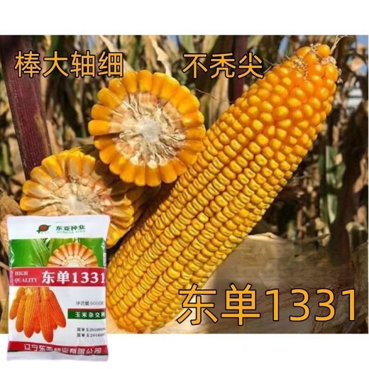East Asia small steel gun Dongdan 1331 corn seed original first generation hybrid corn seed storage corn seed 1 bag/Dongdan 816-about 6000 grains per bag