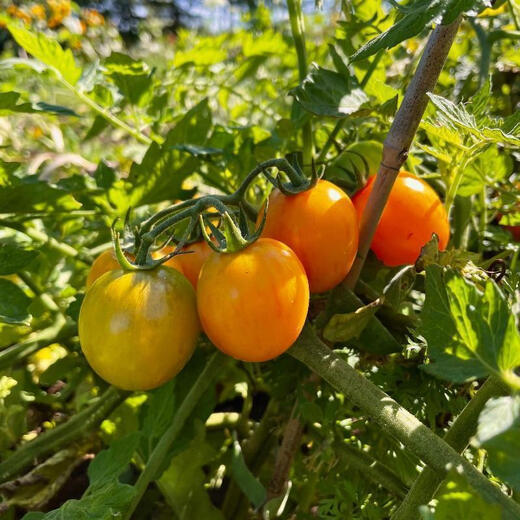 Sunrise Bumblebee Tomato Seed High Sweetness Mini Cherry Tomato Cherry Tomato Seed Collection White Fei Tomato 33 High Sweetness