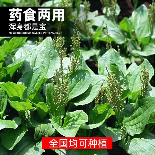 Tianfen Plantain Seeds New Plantain Seeds Medicinal and Food Four Seasons Sowing Chinese Herbal Medicine Planting Balcony Potted Planting Field Planting Plantain Seeds 200 capsules Selected Good Seeds + Free