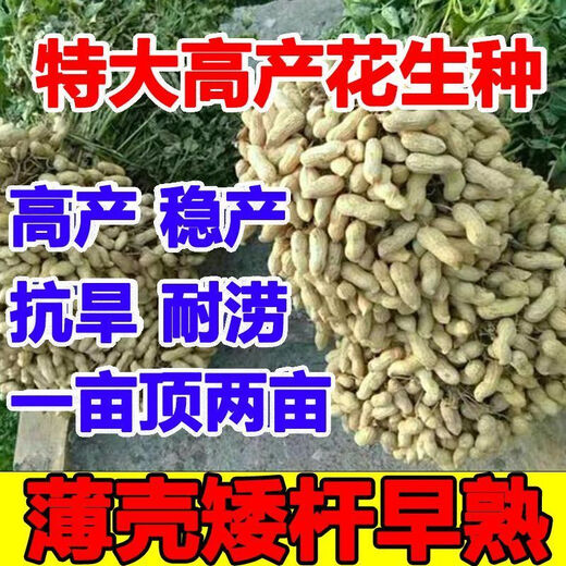 New goods have arrived, original dwarf oil-pressing peanut seeds, spring sown peanut seeds, thin-shell peanuts, dwarf flowers, first-generation peanut original seeds, half Jin Jin equal to 0.5 kg 250g