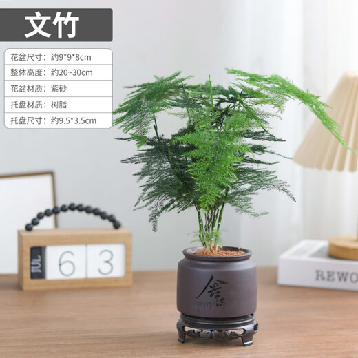 Asparagus potted indoor living room plants flowers office green plants desktop air purification creative small bonsai original pot selected small asparagus 15-22cm high 1 pot + seedling tray