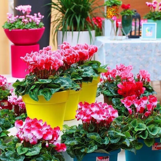 Double cyclamen seeds cyclamen mixed seeds New Year's Eve flower balcony garden potted four-season flowering plants Cyclamen 15 colors mixed GYJ869 new seeds 1 pack about 110 seeds germination rate