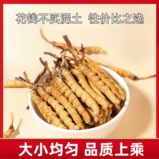 Pékin Tongrentang Cordyceps même qualité Cordyceps Boad Cordyceps Boad Boîte de santé Produits de santé Suppléments nutritionnels Cordyceps King Médicaments Médicaments 50 Boîtes-cadeaux (Spécifications 3 bâtons par gramme)