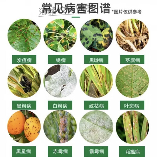 Carbendazim plant nutrient solution black spot leaf spot disease succulent yellow leaf orchid flower chlorothalonil agent carbendazim 900g/bag strong