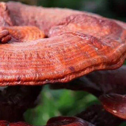 Beijing Tongrentang Blue Hat Ganoderma Spore Oil Soft Capsule High Ganoderma Triterpene Broken Ganoderma Spore Powder 100 capsules Medicine 1 box 100 capsules Blue Hat