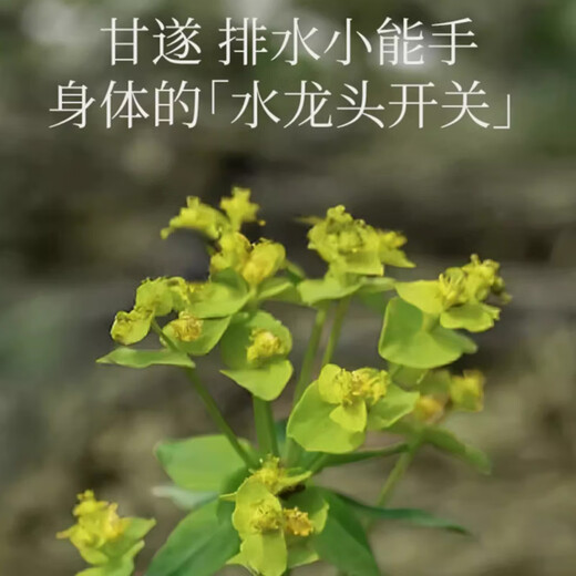 Zhenfuergansui Lightweight Patch 14 patches/box Four Seasons Self-Discipline Patch