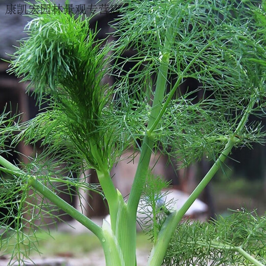 Select fennel seeds from the stubble. Sow fennel seeds from the stubble in four seasons. Potted plants for balcony floor planting. Easy to grow vegetable seeds. Select fennel seeds from the stubble. 20g pack.