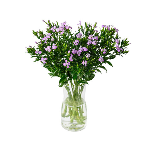 1 bunch of green plums