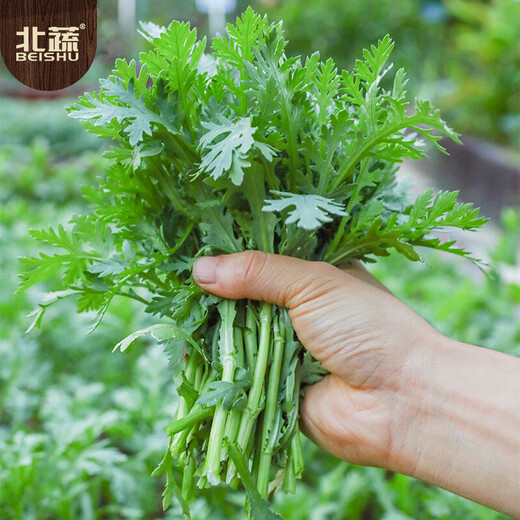 Beishu small-leaf chrysanthemum seeds small-leaf family balcony farmhouse four-season vegetable seeds small-leaf chrysanthemum seeds about 3000 pieces