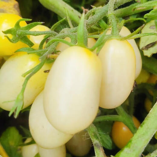 Sunrise Bumblebee Tomato Seed High Sweetness Mini Cherry Tomato Cherry Tomato Seed Collection White Fei Tomato 33 High Sweetness
