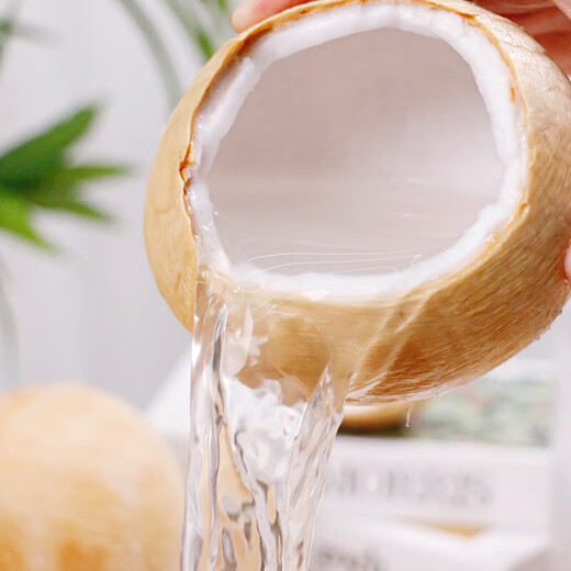 Jingdida Thai Old Tree Coconut King 4 pieces single fruit 510g + sweet milky and rich new year fresh food straight from the source