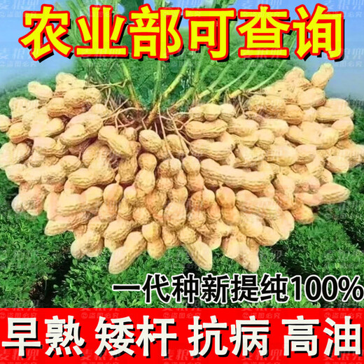 Peanut Seeds Academy of Agricultural Sciences Shelled Huayu No. 25 peanut seeds new variety self-seeding Thin-shell peanut seeds can be saved 100% original peanuts 3Jin Jin equals 0.5 kg 1500g