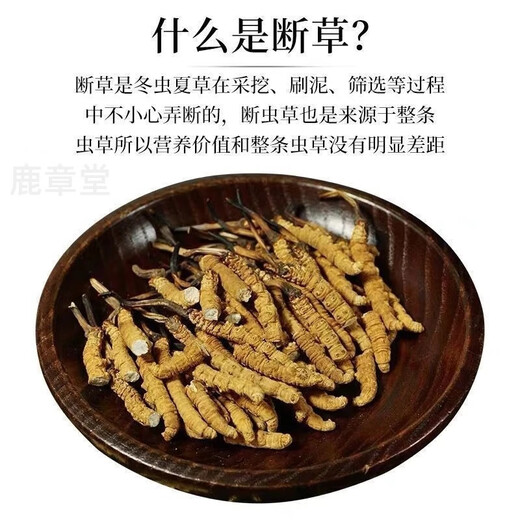 Authentische tibetische Gegend naqu großes gebrochenes Gras frisch cordyceps sinensis cordycep