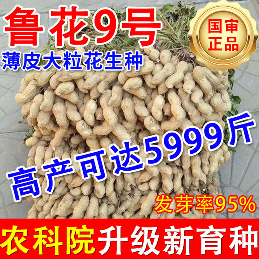 Shandong Academy of Agricultural Sciences high-yielding peanut seeds Luhua No. 9 large-grain early-maturing drought-resistant shelled original seeds Agricultural Science Direct* high-yielding original seeds Luhua No. 9-2Jin Jin is equal to 0.5 kg