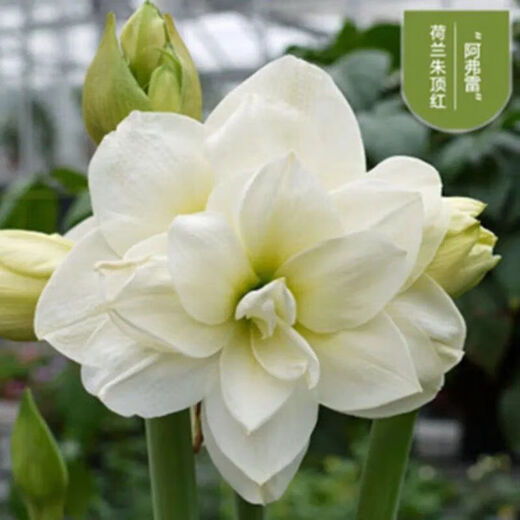 Imported amaryllis seed bulbs, large ball potted flower seedlings, double amaryllis seeds with buds for all seasons, green plants and flowers 1. Flower Elf The circumference of the bulb is 15-18cm