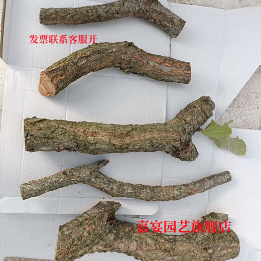 Champagne trunk underwater forest ornaments decoration pure natural water and land tank rainforest tank landscaping climbing pet turtle sun terrace 4-6 cm in diameter and 20 cm long