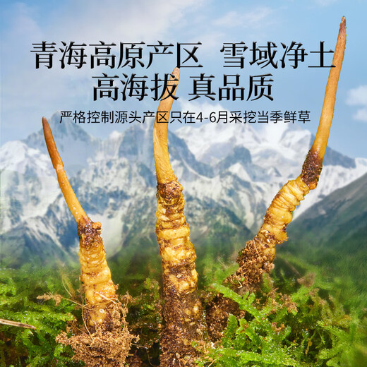 同仁堂品牌 新鲜虫草0.4-0.6克/条100条装冬虫夏草 青海源头直发包邮