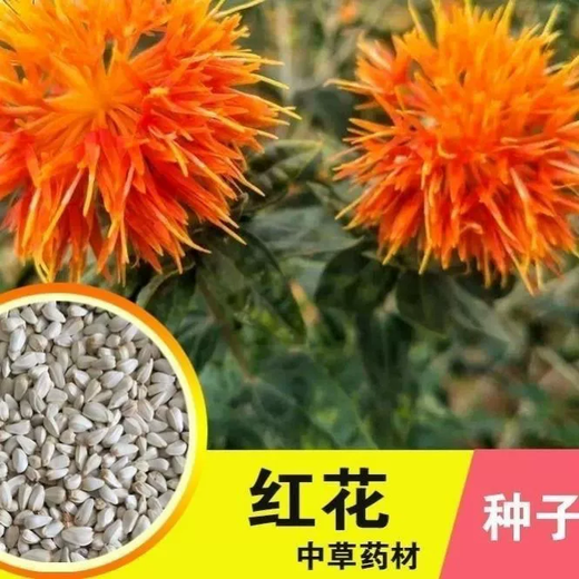 Xiaochunfeng Chinese herbal medicine safflower seeds saffron seeds Xinjiang grass saffron seeds genuine pure new field planting seeds safflower seeds one Jin Jin is equal to 0.5 kg