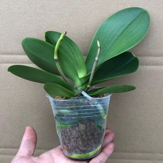 Double Foil Phalaenopsis Potted Orchid Seedlings with Foils and Flower Buds Blooming in All Seasons Indoor Flowers are Easy to Maintain and Live 18. Red Butterfly--Double Foil Sword is shipped and is good as a potted plant
