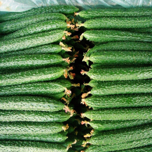 Green-core cucumber seed seedlings, high-yielding, heat-resistant cucumber seeds, Shouguang vegetable seeds for potted balcony planting in all seasons in spring, Jinyan No. 4 cucumber original 1 pack (about 50 pieces)