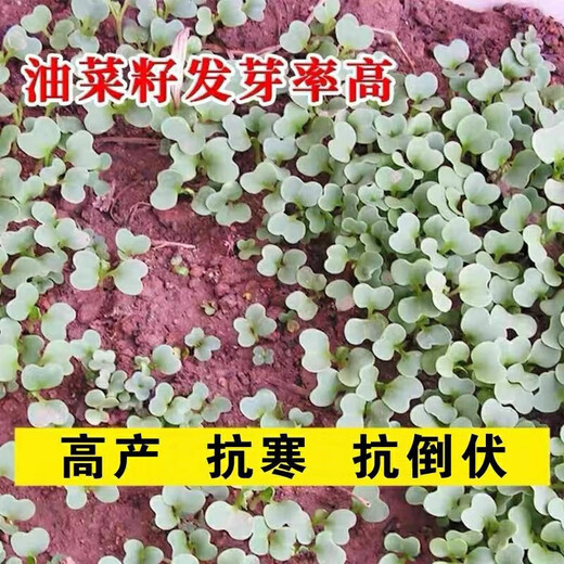 Qinyou № 2 рапс высокомасляный карликовый рапс морозостойкий рапс капустного типа Qinyou № 2 высокомаслянистый рапс капустного типа оригинальная упаковка 50 г