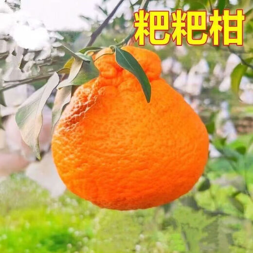 Authentic Sichuan Chunjian tangerine seeds, fruit tree dada tangerines, southern ugly tangerine seeds, planted in the north and south, tangerine seeds, three packs of about 30 pieces