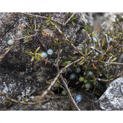 Opalberry, an Australian edible berry. Stenophyllum berries. Three varieties of native berries are very difficult to germinate. 5 wrinkled opal berries.
