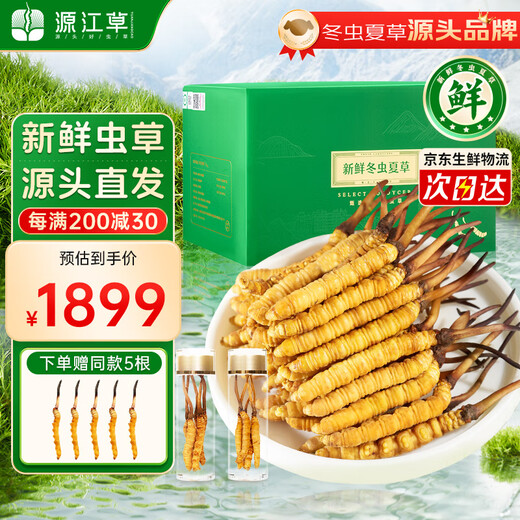 Yuanjiangcao Fresh Cordyceps Sinensis 2025 First Crop Fresh Cordyceps 0.6~0.7g/root 50 roots Directly shipped from the source and shipped coldly