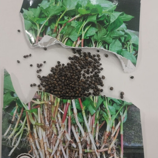 Houttuynia cordata seed seedlings + Sichuan authentic fresh folded ear root seedlings for home gardening and four-season potted plants. Houttuynia cordata seeds only sell good seeds. Simple and easy to plant. Receive 1 bag