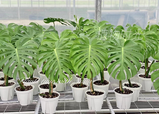 Temps des plantes extrêmes Les vieux monstres monstres un coup d'une grande plante de maison plante de pot de vieux monstres monstres n ° 1283 bon avec plante en pot