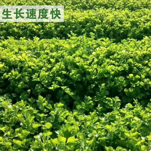 Four Seasons Parsley Seeds, Crispy, Tender and Thin-stemmed Celery Seeds, Heat and Cold Resistant, High Yield Field Base Vegetable Seeds. Original and Authentic Four Seasons Parsley, about 2,000 capsules. Original Color Packet 1 Pack