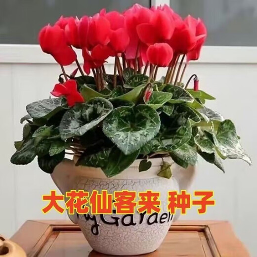 Double cyclamen seeds cyclamen mixed seeds New Year's Eve flower balcony garden potted four-season flowering plants Cyclamen 15 colors mixed GYJ869 new seeds 1 pack about 110 seeds germination rate