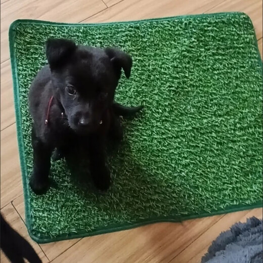 Pet Lawn Dog Toilet Lawn Urgent Mat Courtyard Artificial Lawn Pet Supplies Balcony Decoration Cutting Medium (58*46cm)