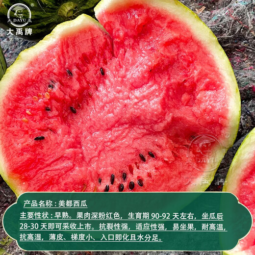 Dayu Lazy Man Watermelon Seed Seedlings Extra Large Suitable for Early Maturing Lazy Man in the South 8424 Kirin Melon Meidu Seedless Fruits and Vegetables Weiyu Meidu Watermelon Seeds 150 capsules/barrel