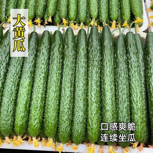 Mini fruit cucumber seeds, heat-resistant and high-yield, spring and summer small cucumber seeds, four-season balcony potted vegetable seeds, 10 large cucumber seedlings